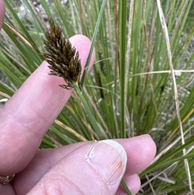 Carex appressa (Tall Sedge) at Belconnen, ACT - 3 Sep 2023 by lbradley