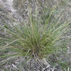 Carex appressa at Aranda, ACT - 3 Sep 2023 04:57 PM