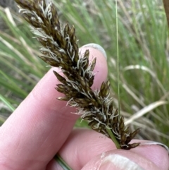 Carex appressa at Aranda, ACT - 3 Sep 2023 04:57 PM