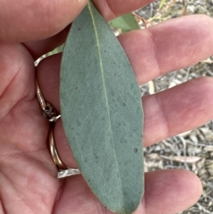 Eucalyptus macrorhyncha at Aranda, ACT - 3 Sep 2023