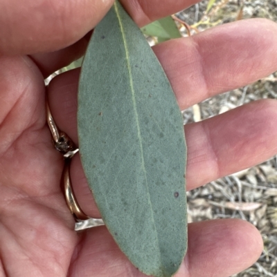 Eucalyptus macrorhyncha (Red Stringybark) at Aranda Bushland - 3 Sep 2023 by lbradley