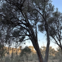 Eucalyptus macrorhyncha at Aranda, ACT - 3 Sep 2023