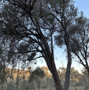 Eucalyptus macrorhyncha at Aranda, ACT - 3 Sep 2023