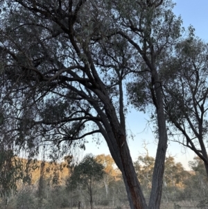 Eucalyptus macrorhyncha at Belconnen, ACT - 3 Sep 2023