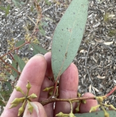 Eucalyptus macrorhyncha at Aranda, ACT - 3 Sep 2023