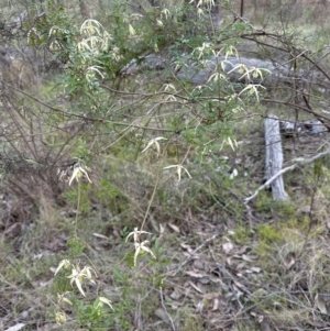 Clematis leptophylla at Aranda, ACT - 3 Sep 2023