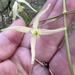 Clematis leptophylla at Aranda, ACT - 3 Sep 2023 05:16 PM