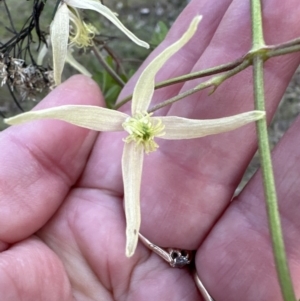 Clematis leptophylla at Belconnen, ACT - 3 Sep 2023