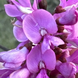 Indigofera australis subsp. australis at Aranda, ACT - 3 Sep 2023 05:25 PM