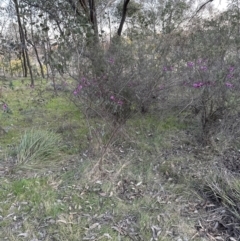 Indigofera australis subsp. australis at Aranda, ACT - 3 Sep 2023
