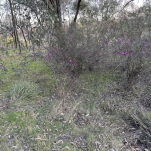 Indigofera australis subsp. australis at Aranda, ACT - 3 Sep 2023 05:25 PM