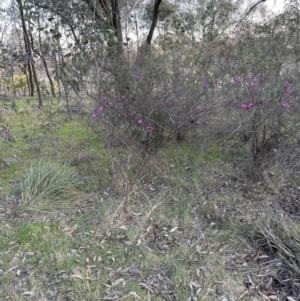 Indigofera australis subsp. australis at Belconnen, ACT - 3 Sep 2023