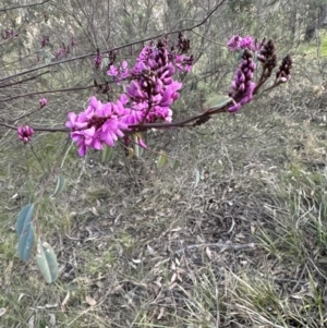 Indigofera australis subsp. australis at Aranda, ACT - 3 Sep 2023 05:25 PM