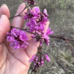 Indigofera australis subsp. australis at Aranda, ACT - 3 Sep 2023 05:25 PM