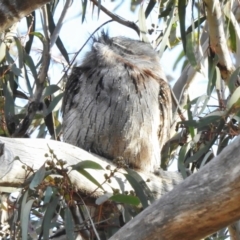 Podargus strigoides (Tawny Frogmouth) at Kambah, ACT - 3 Sep 2023 by JohnBundock