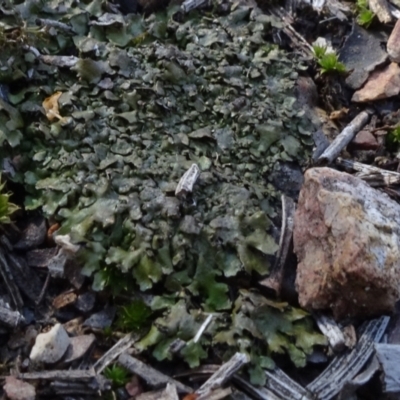 Fossombronia sp. (genus) at Bruce Ridge - 18 Oct 2020 by JanetRussell