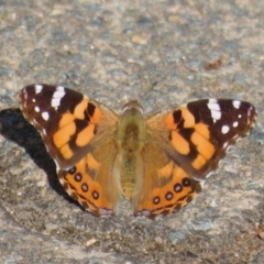 Vanessa kershawi (Australian Painted Lady) at Black Mountain - 3 Sep 2023 by Christine