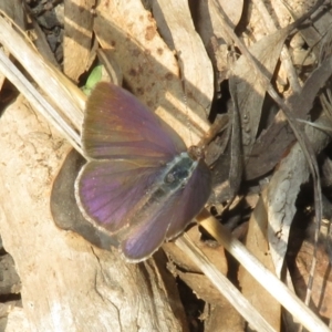 Erina hyacinthina at Canberra Central, ACT - 3 Sep 2023