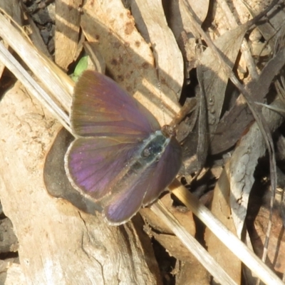 Erina hyacinthina (Varied Dusky-blue) at Canberra Central, ACT - 3 Sep 2023 by Christine