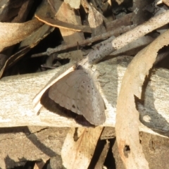 Erina hyacinthina at Canberra Central, ACT - 3 Sep 2023