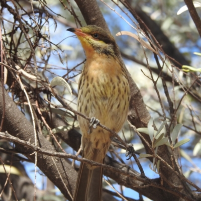 Acanthagenys rufogularis (Spiny-cheeked Honeyeater) at Leinster, WA - 3 Sep 2023 by HelenCross