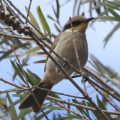 Gavicalis virescens (Singing Honeyeater) at Leinster, WA - 3 Sep 2023 by HelenCross