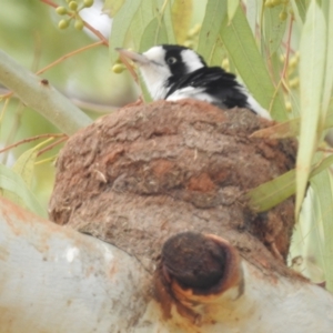 Grallina cyanoleuca at Leinster, WA - 3 Sep 2023