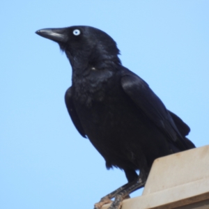 Corvus bennetti at Leinster, WA - 3 Sep 2023 02:29 PM