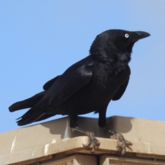 Corvus bennetti at Leinster, WA - 3 Sep 2023 02:29 PM