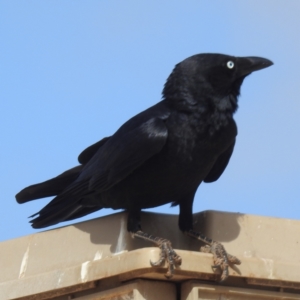 Corvus bennetti at Leinster, WA - 3 Sep 2023 02:29 PM