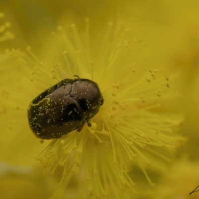 Ditropidus sp. (genus) (Leaf beetle) at Bruce Ridge to Gossan Hill - 3 Sep 2023 by living