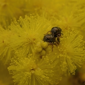 Ditropidus sp. (genus) at Bruce, ACT - 3 Sep 2023