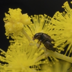 Arsipoda sp. (genus) (A flea beetle) at Bruce, ACT - 3 Sep 2023 by living