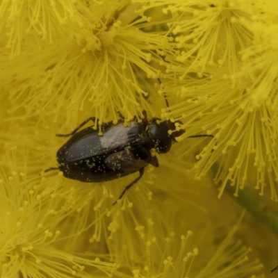 Sarothrocrepis civica (An arboreal 'ground' beetle) at Bruce, ACT - 3 Sep 2023 by living