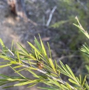 Paropsis pictipennis at Strathnairn, ACT - 3 Sep 2023 03:20 PM