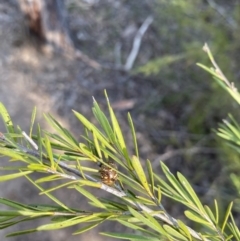 Paropsis pictipennis (Tea-tree button beetle) at Strathnairn, ACT - 3 Sep 2023 by KyliePossum