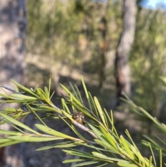 Paropsis pictipennis at Strathnairn, ACT - 3 Sep 2023