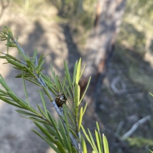 Paropsis pictipennis at Strathnairn, ACT - 3 Sep 2023 03:20 PM