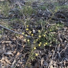 Acacia ulicifolia (Prickly Moses) at Strathnairn, ACT - 3 Sep 2023 by KyliePossum