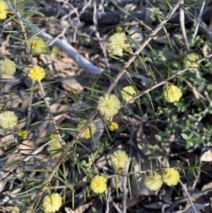 Acacia ulicifolia at Strathnairn, ACT - 3 Sep 2023