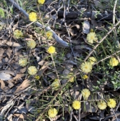 Acacia ulicifolia at Strathnairn, ACT - 3 Sep 2023