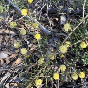 Acacia ulicifolia at Strathnairn, ACT - 3 Sep 2023