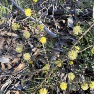 Acacia ulicifolia at Strathnairn, ACT - 3 Sep 2023