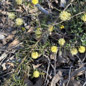 Acacia ulicifolia at Strathnairn, ACT - 3 Sep 2023