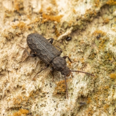 Meryx rugosa (A ulodidae beetle) at Namadgi National Park - 26 Aug 2023 by living