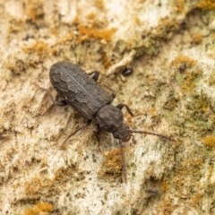 Meryx rugosa (A ulodidae beetle) at Cotter River, ACT - 26 Aug 2023 by living