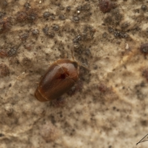 Corylophidae (family) at Cotter River, ACT - 26 Aug 2023