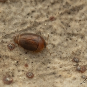 Corylophidae (family) at Cotter River, ACT - 26 Aug 2023