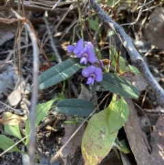 Hovea heterophylla (Common Hovea) at Strathnairn, ACT - 3 Sep 2023 by KyliePossum