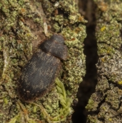 Trogossitidae sp. (family) (A bark-gnawing beetle) at Cotter River, ACT - 16 Sep 2023 by living